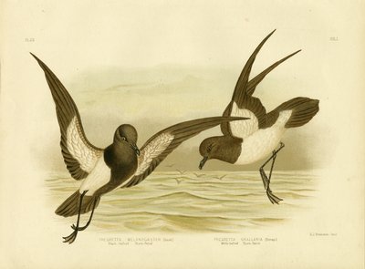 Black-Bellied Storm Petrel by Gracius Broinowski